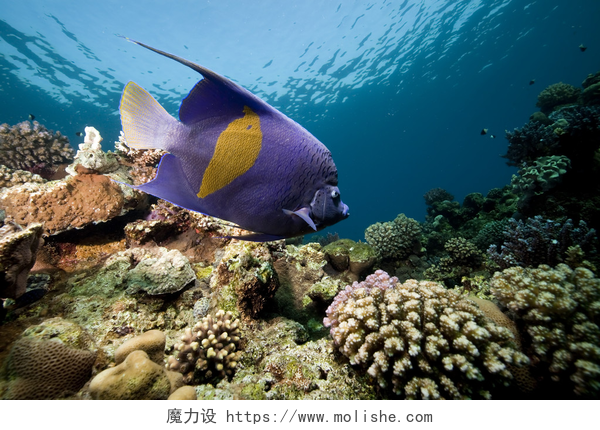 Yellowbar 神仙鱼和海洋所采取的红海.黄条天使鱼和海洋
